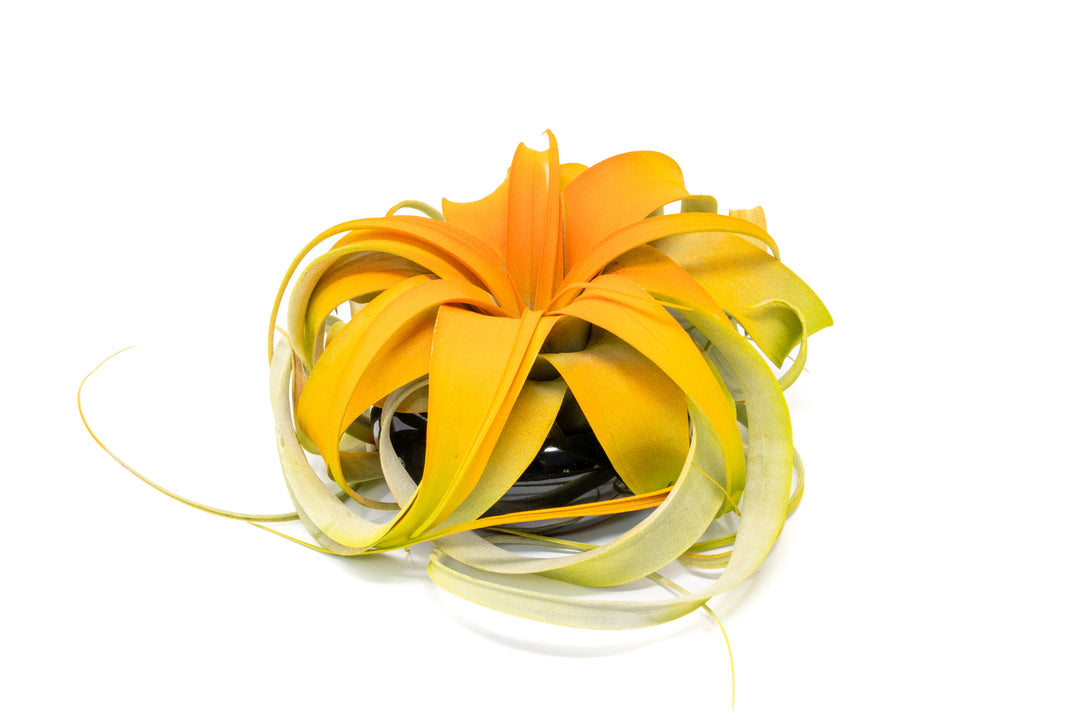 Halloween Color Enhanced Mini Xerographica in Black Dish