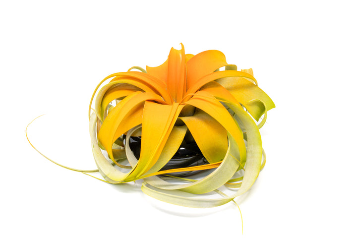 Halloween Color Enhanced Mini Xerographica in Black Dish