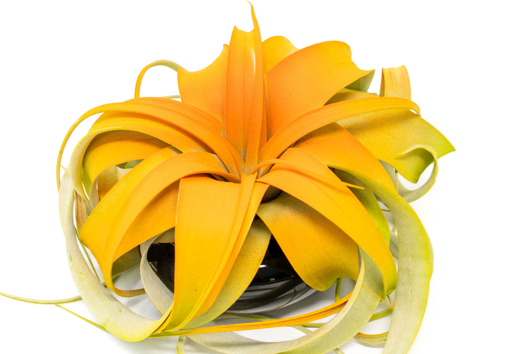 Halloween Color Enhanced Mini Xerographica in Black Dish