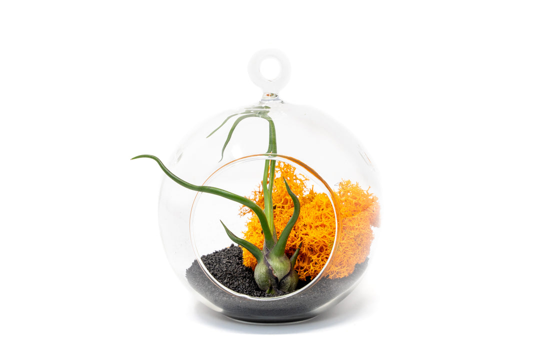 Wholesale - Hanging Halloween Terrarium in Flat Bottom Globe