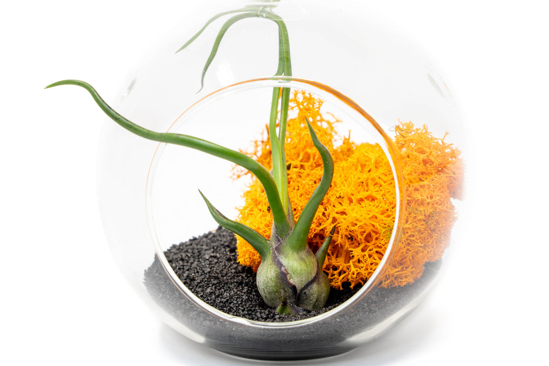 Wholesale - Hanging Halloween Terrarium in Flat Bottom Globe