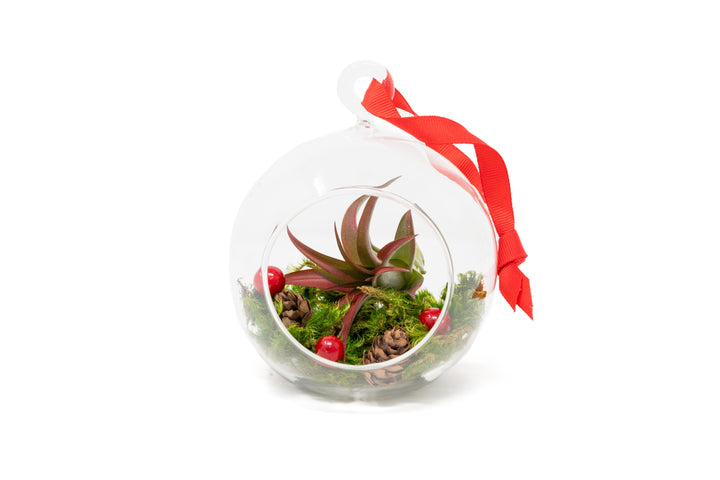 flat bottom glass globe terrarium with moss, red berries and tillandsia red abdita air plant