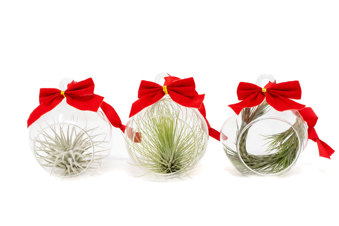 three mini flat bottom glass globe terrariums with red bow and assorted tillandsia air plants