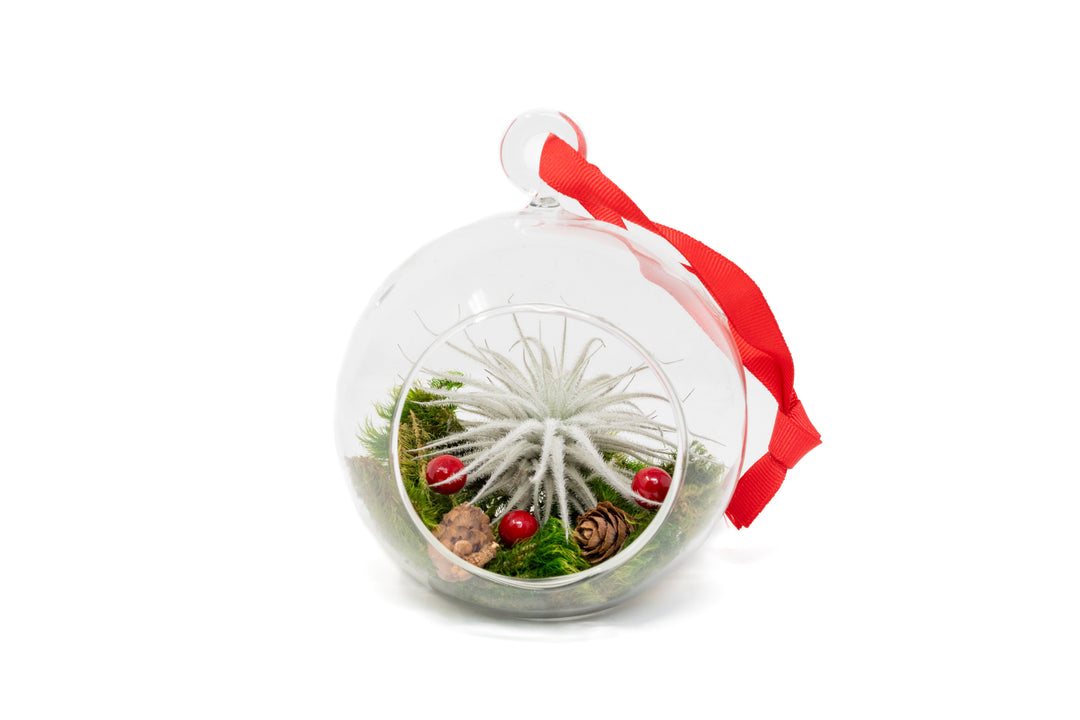 flat bottom glass globe terrarium with moss, red berries and tillandsia tectorum air plant