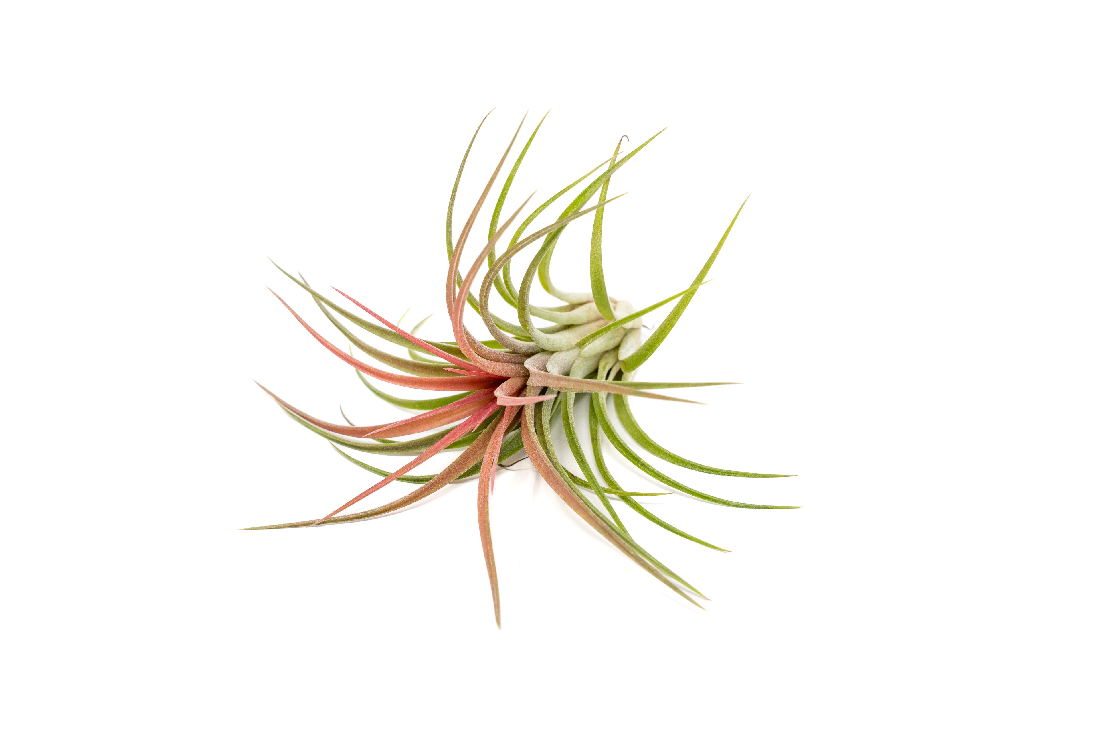 victoriana air plant TIllandsia Ionantha Brachycaulos X Ionantha 'Victoriana' Air Plants