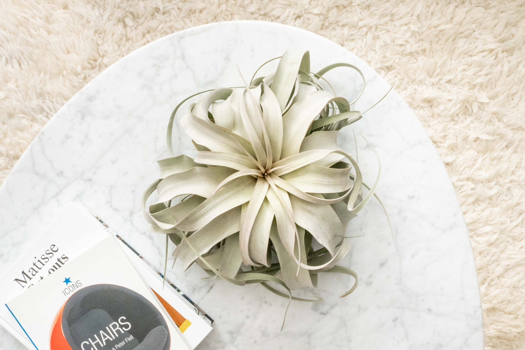 Wholesale - Jumbo Tillandsia Xerographica / 8+ Inch Plants