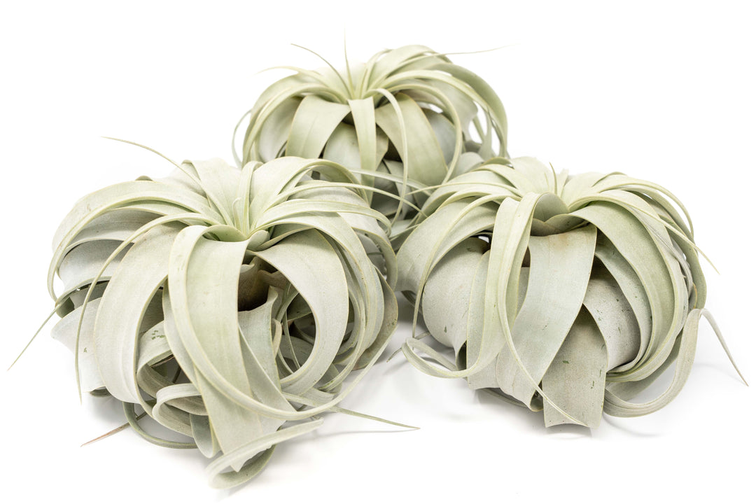 three large tillandsia xerographica air plants