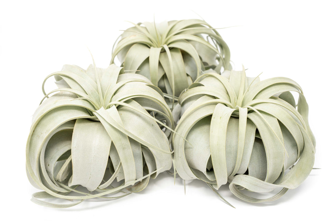 three large tillandsia xerographica air plants
