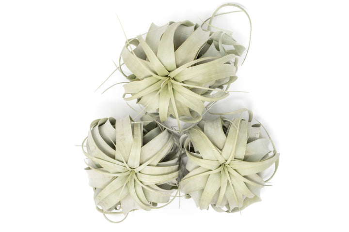 three large tillandsia xerographica air plants