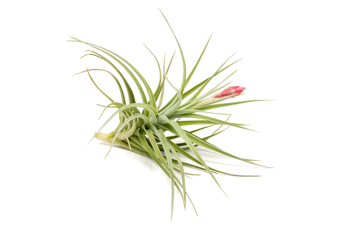 tillandsia leonamiana air plant with pink bloom