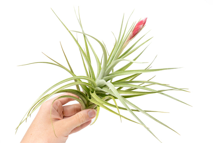 hand holding tillandsia leonamiana air plant with pink bloom