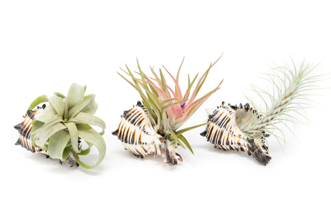 Wholesale - Black Murex Seashell with Assorted Tillandsia Air Plants