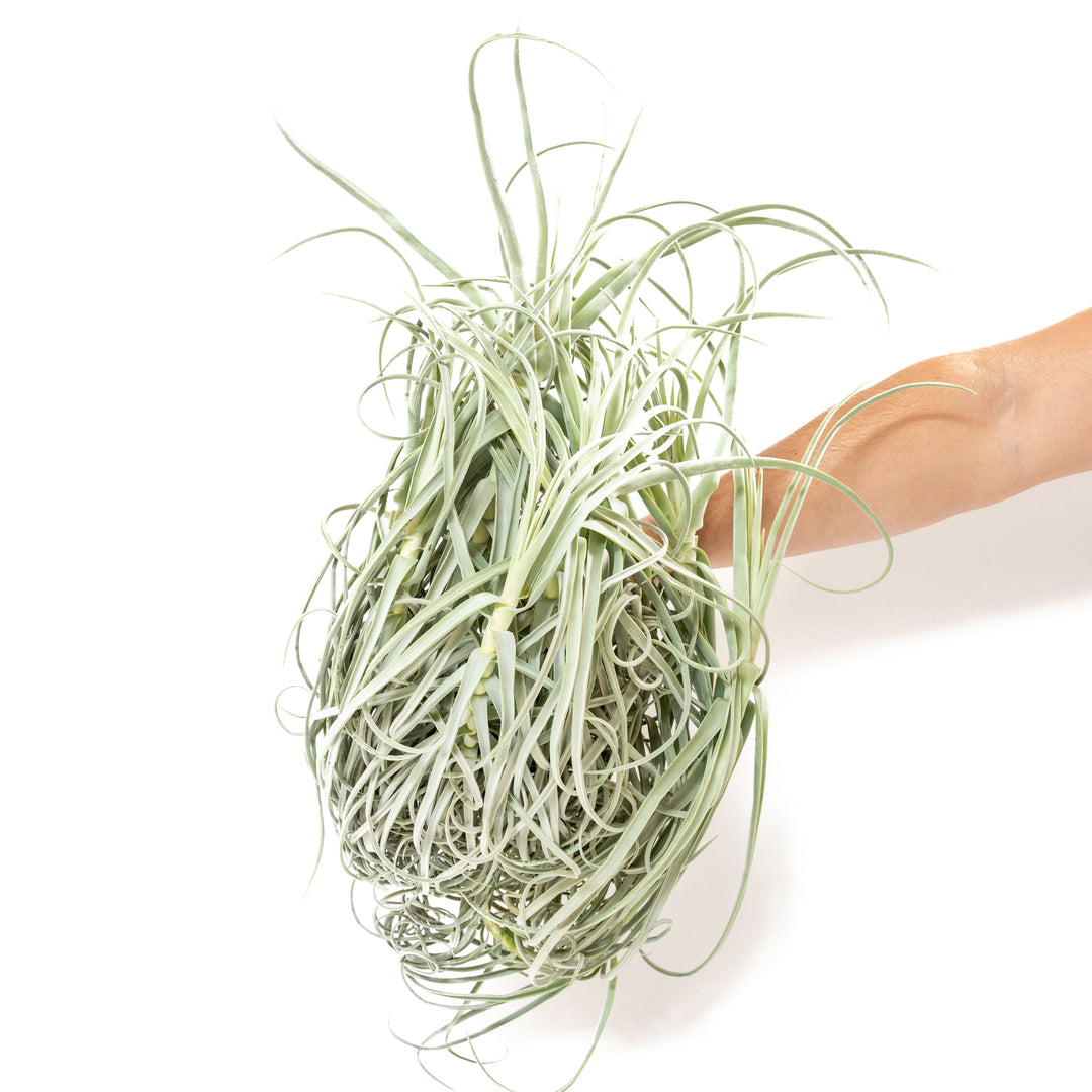 large tillandsia duratii air plant