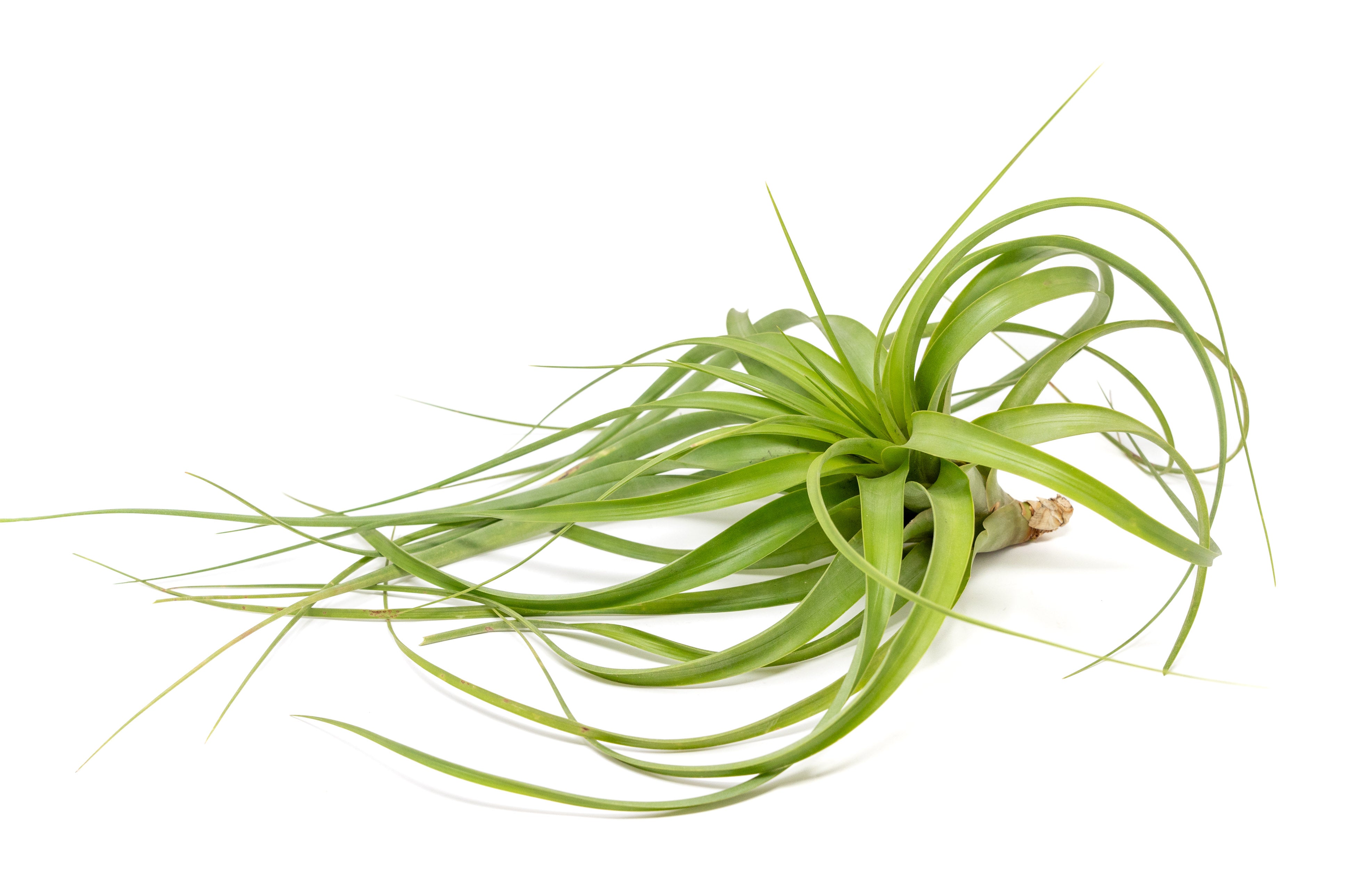 Tillandsia Roland Gosselini Air Plant – Air Plant Supply Co.
