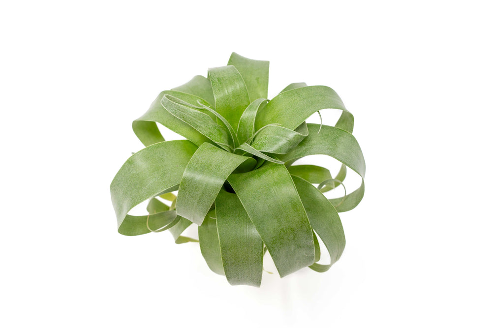 Tillandsia Samantha 'T. mooreana X kalmbacheri