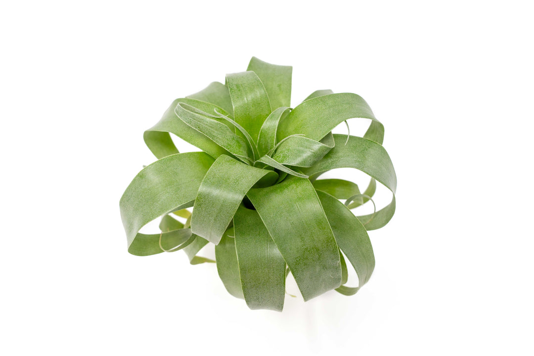 Tillandsia Samantha 'T. mooreana X kalmbacheri