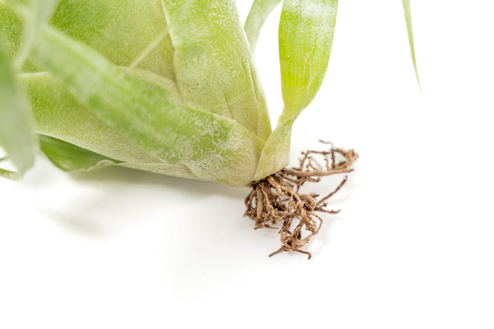 close up on plant's roots
