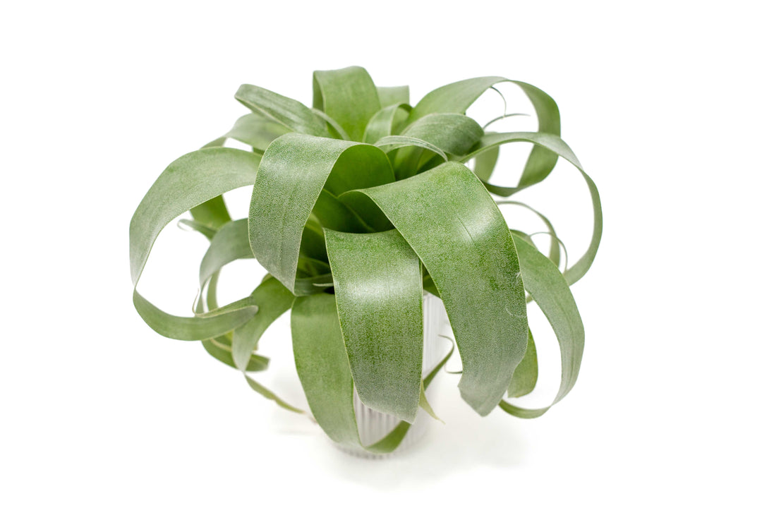Tillandsia Samantha 'T. mooreana X kalmbacheri