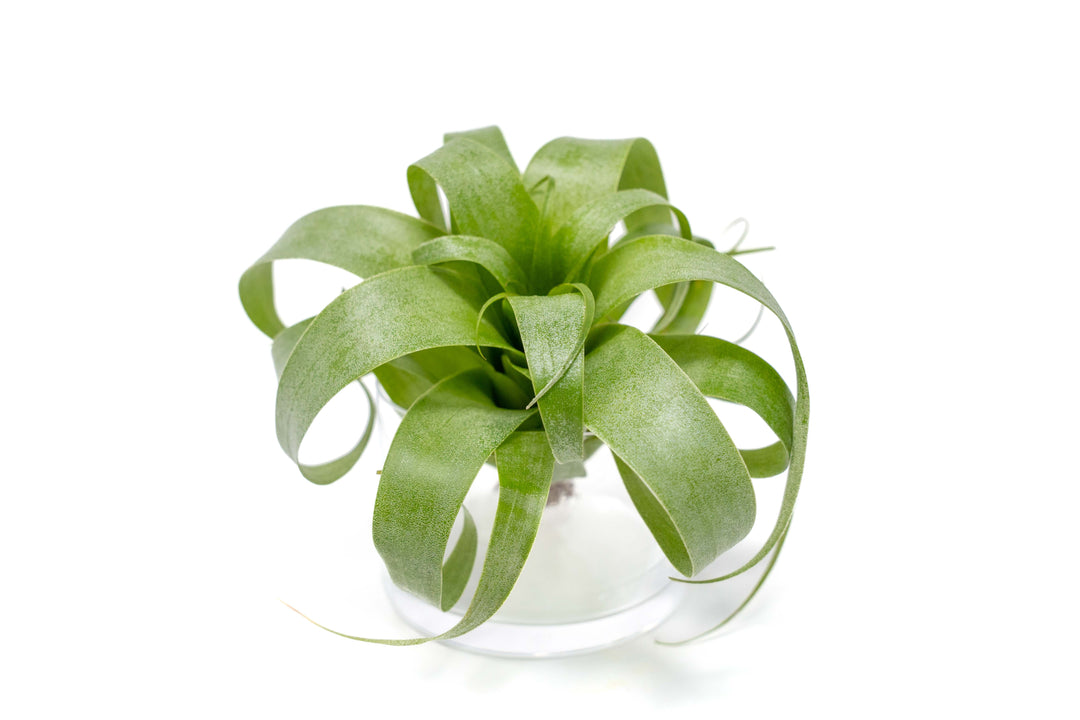 Tillandsia Samantha 'T. mooreana X kalmbacheri