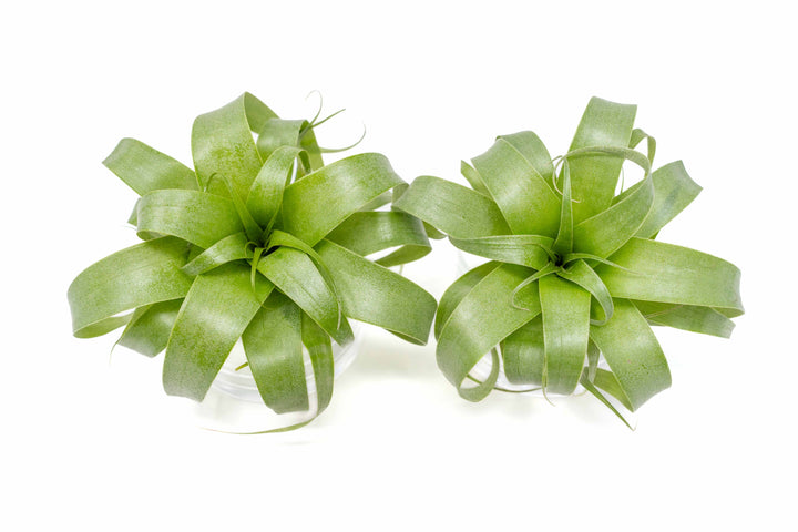 2 Tillandsia Samantha 'T. mooreana X kalmbacheriTillandsia Samantha 'T. mooreana X kalmbacheri