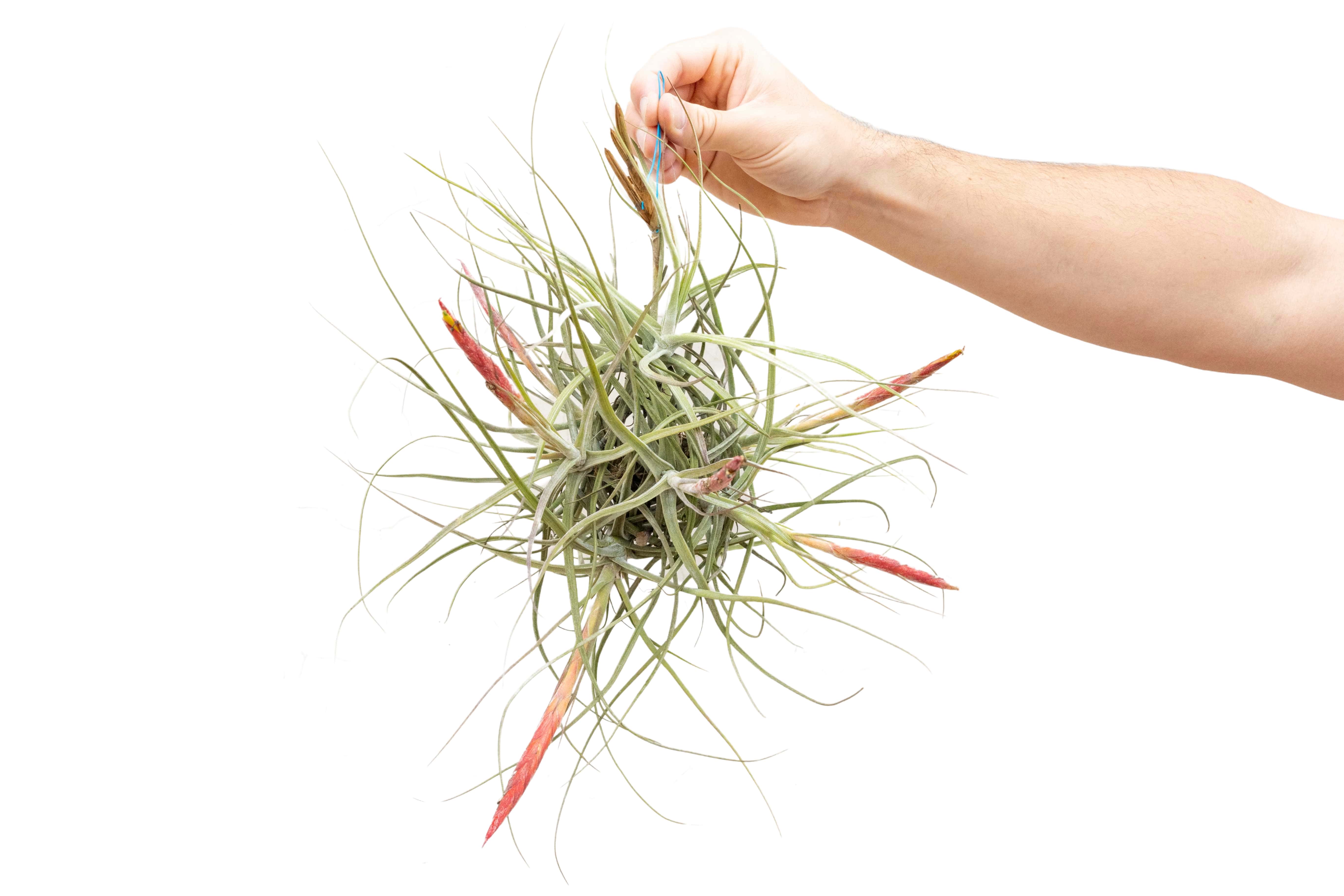 air plant cluster Tillandsia Schiedeana Clump Air Plant