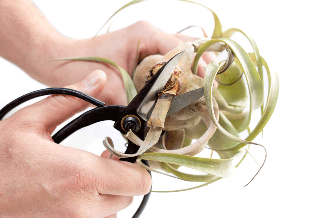 GIF using Bonsai-Style Pruning Scissors to Trim Dead Leaves