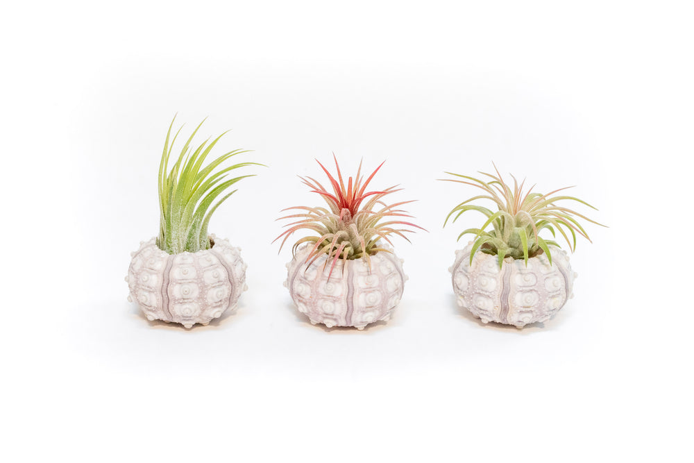 three sputnik urchin shells with assorted tillandsia ionantha air plants