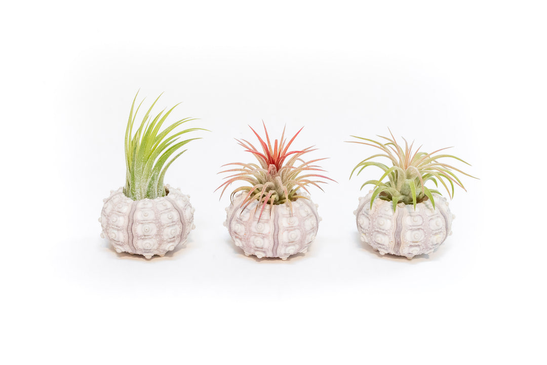 three sputnik urchin shells with assorted tillandsia ionantha air plants
