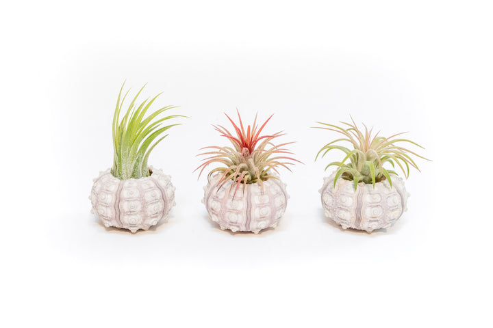 three sputnik urchin shells with assorted tillandsia ionantha air plants