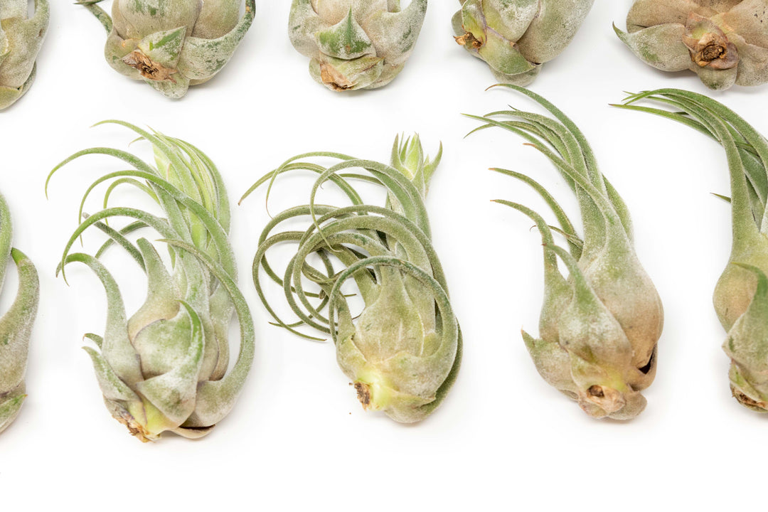 Wholesale - Large Tillandsia Seleriana Air Plants / 6-8 Inch Plants