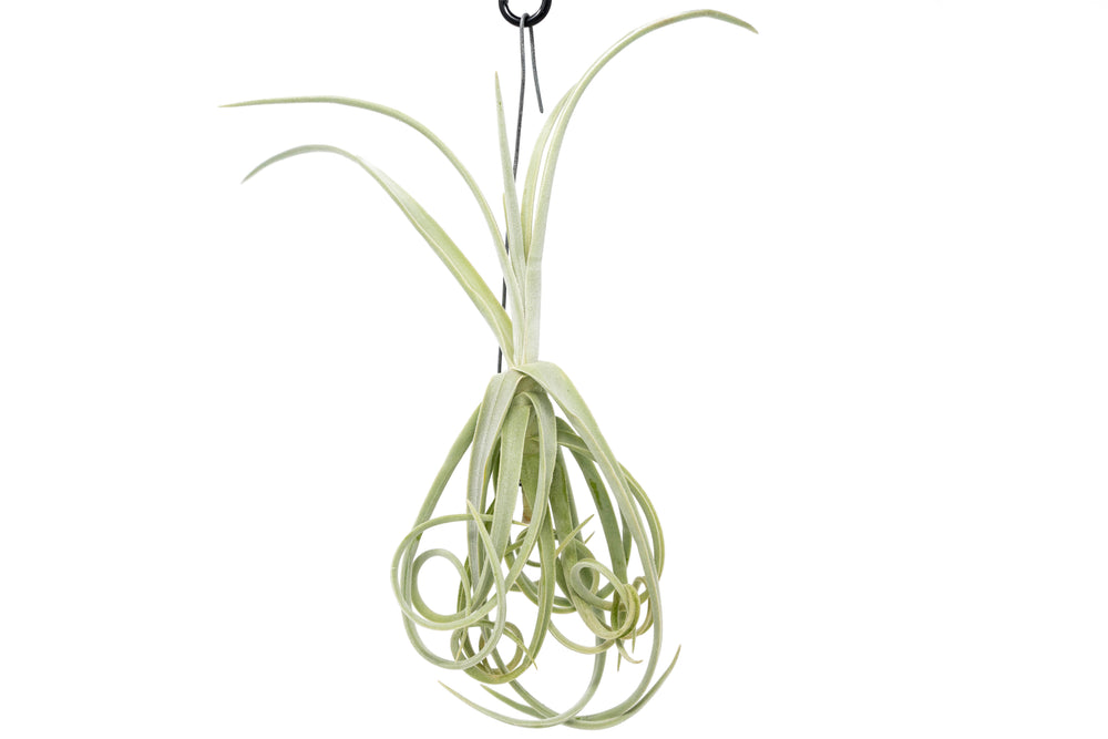 hanging small tillandsia duratii air plant