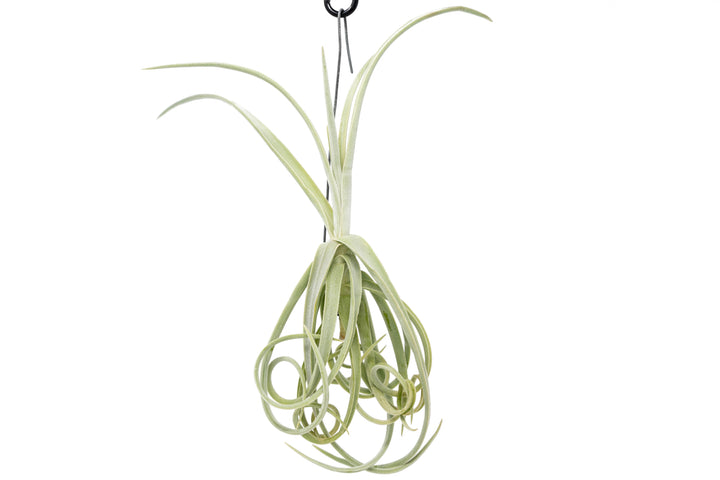 hanging small tillandsia duratii air plant