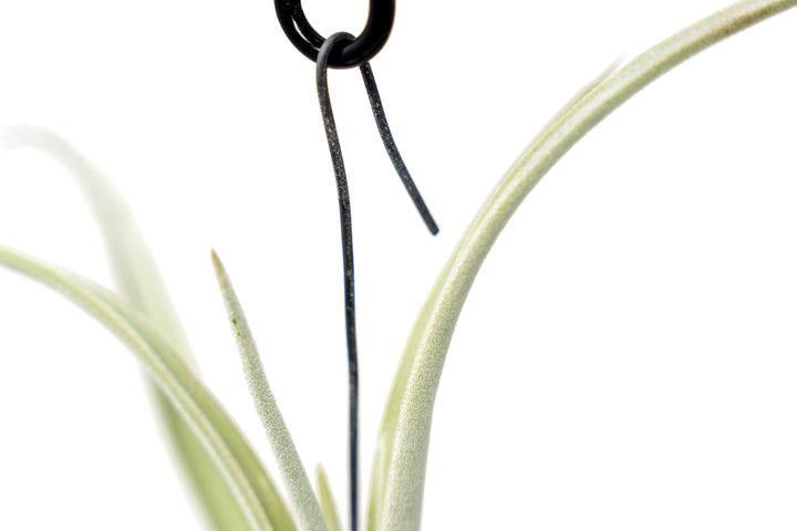 close up of hook hanging small tillandsia duratii air plant