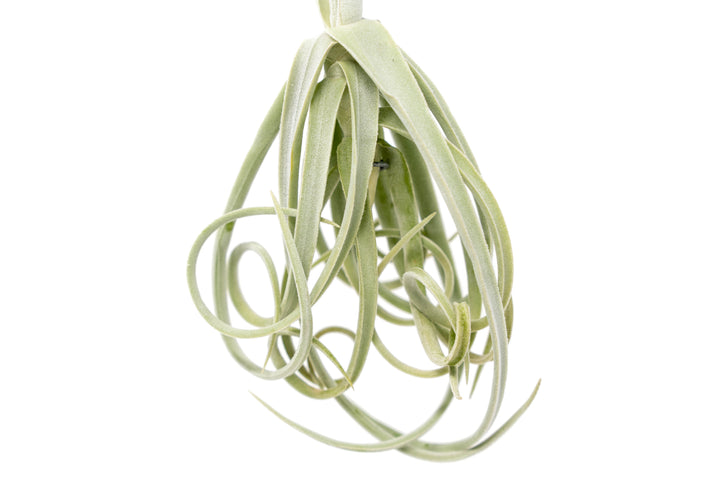 close up of bottom half of small tillandsia duratii air plant