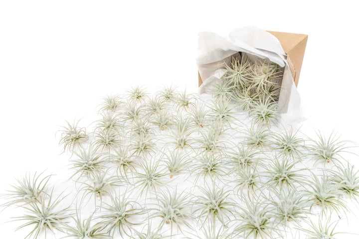 multiple tillandsia tectorum air plants displayed coming out of a shipping box