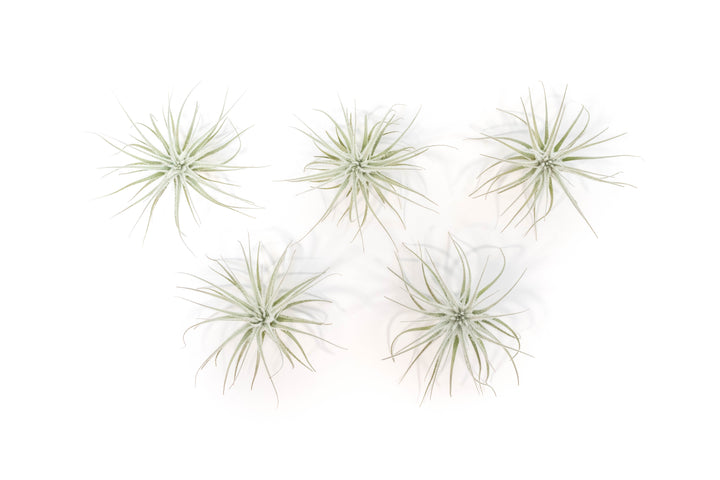 Wholesale - Best Seller Air Plant & Display Variety Bundle