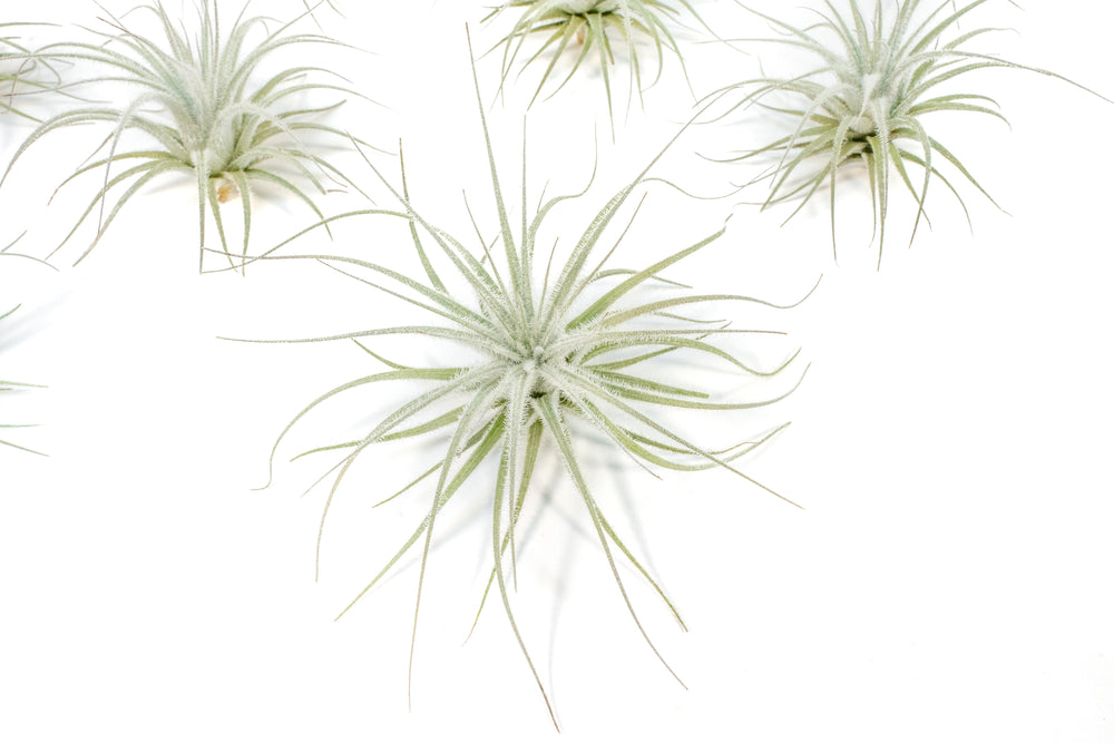 4 tillandsia tectorum air plants