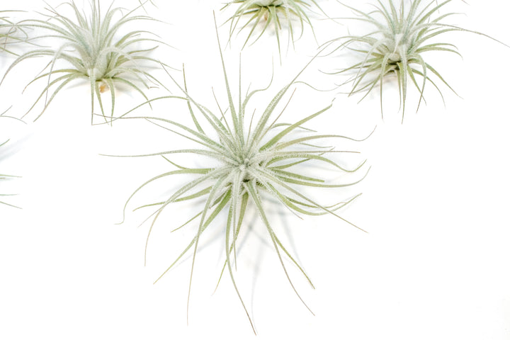 4 tillandsia tectorum air plants