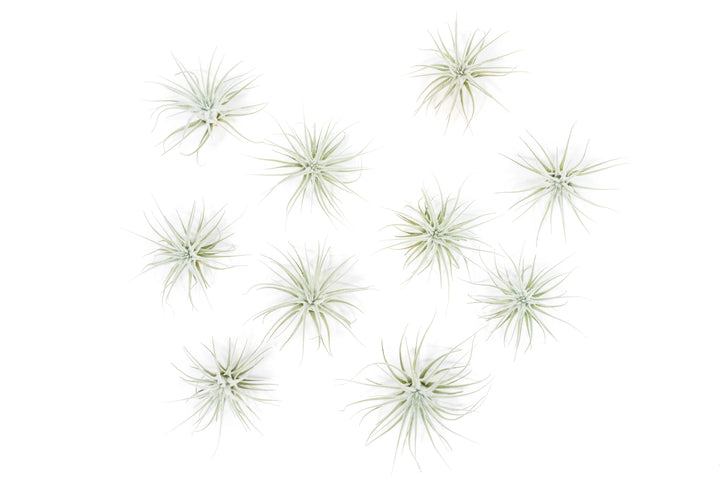 10 tillandsia tectorum air plants