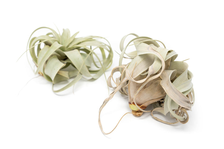 TLC - Small Tillandsia Xerographica in Need of Love
