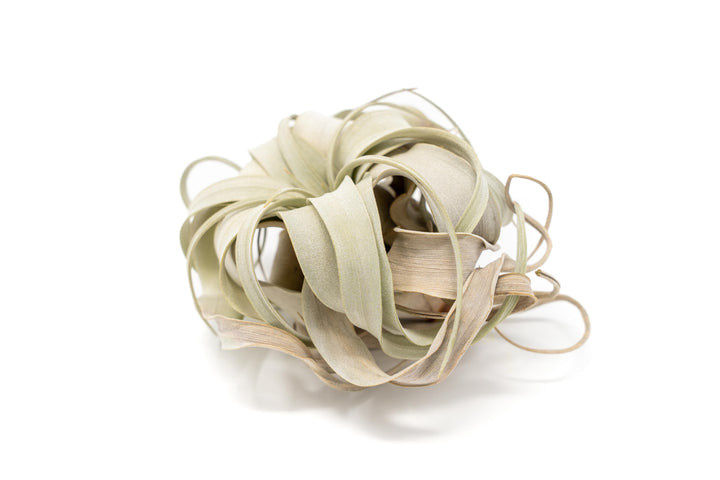 TLC - Small Tillandsia Xerographica in Need of Love