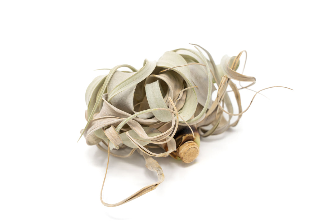tlc tillandsia xerographica air plant