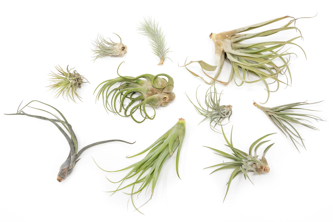 assorted tilc tillandsia air plants