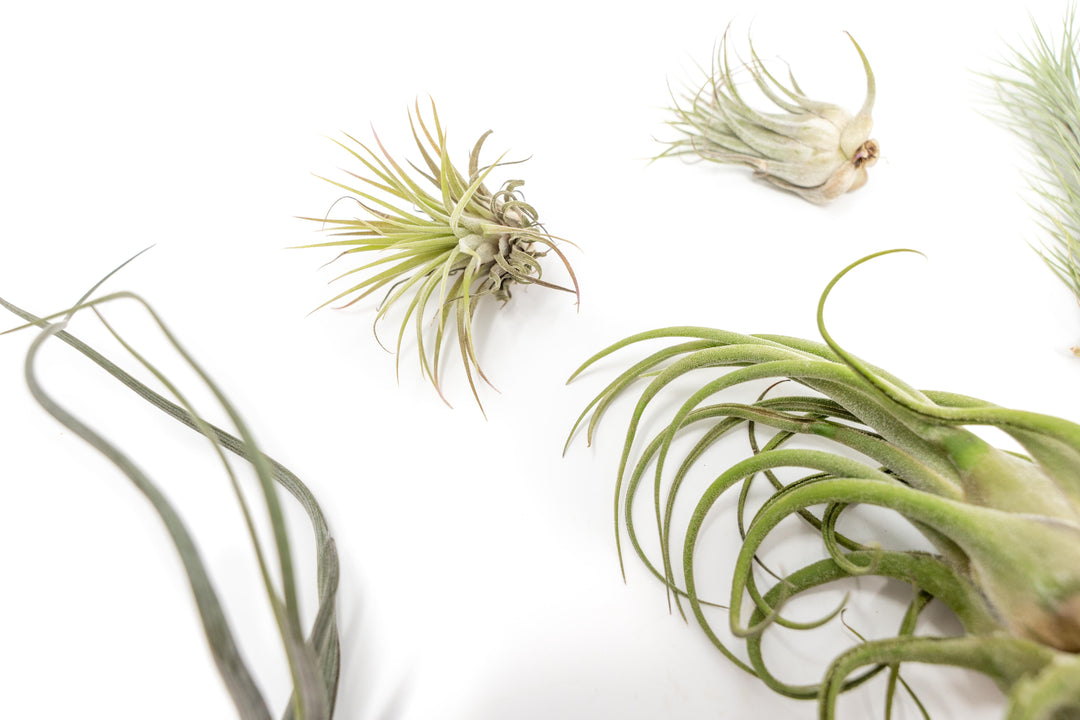 assorted tlc tillandsia air plants
