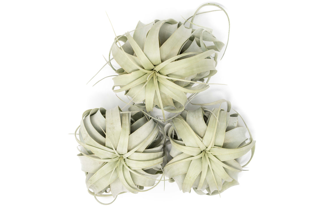 Wholesale - Large Tillandsia Xerographica / 6-8 Inch Plants