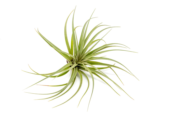 Tillandsia Vernicosa Air Plants