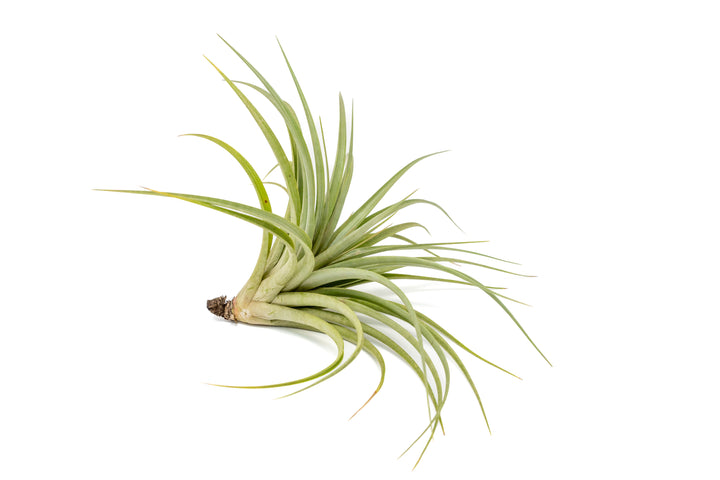 Tillandsia Vernicosa Air Plants
