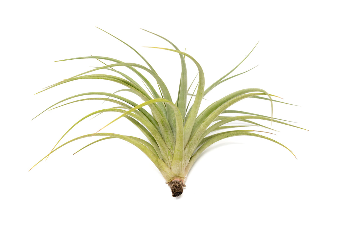 Tillandsia Vernicosa Air Plants