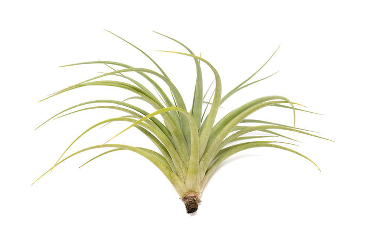 Tillandsia Vernicosa Air Plants