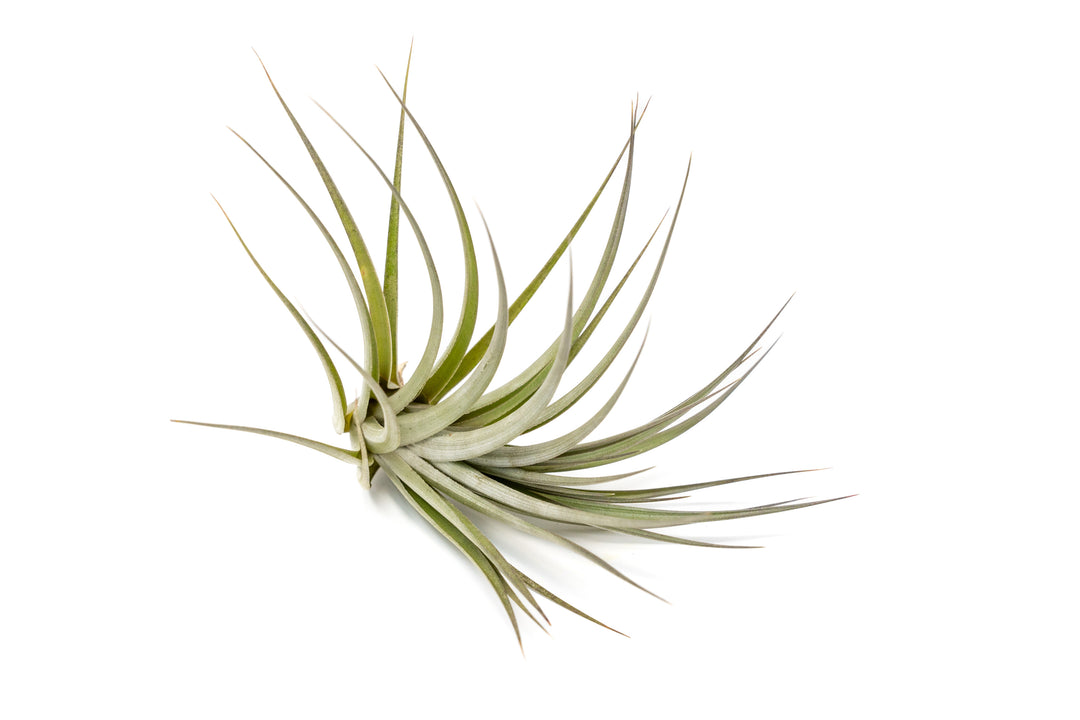 Tillandsia Vernicosa Air Plants